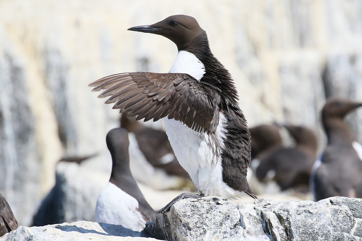 Zeekoet - Farne Islands